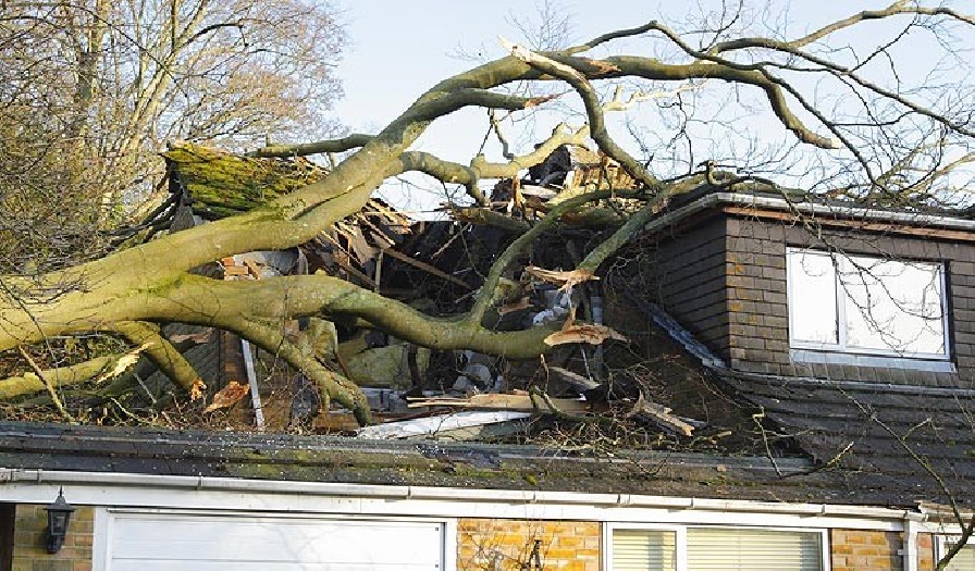 Photo of a Tree Hazard Assessment